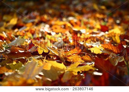 The Fallen-down Bright Leaves Of A Maple Formed A Continuous Color Carpet.