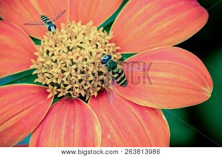 Close Up Of 2 Hover Flies Collecting Nectar On A Beautiful Red And Orange Dahlia Coccinea In The Gar