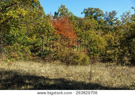 Autumn Landscape Of Cherna Gora (monte Negro) Mountain, Pernik Region, Bulgaria