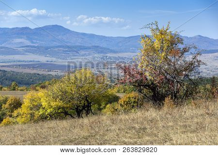Autumn Landscape Of Cherna Gora (monte Negro) Mountain, Pernik Region, Bulgaria