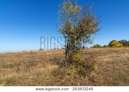 Autumn Landscape Of Cherna Gora (monte Negro) Mountain, Pernik Region, Bulgaria