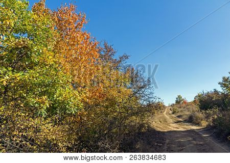 Autumn Landscape Of Cherna Gora (monte Negro) Mountain, Pernik Region, Bulgaria
