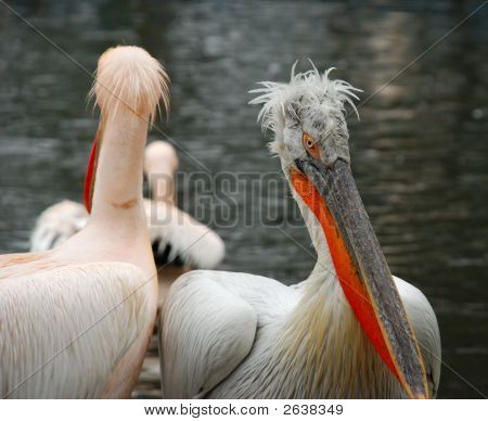 Pelicans