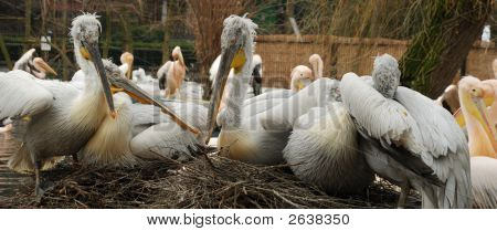 กลุ่มของ Pelicans