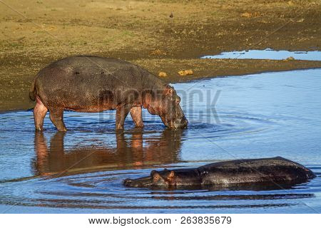 Hippopotamus In Kruger National Park, South Africa ; Specie Hippopotamus Amphibius Family Of Hippopo