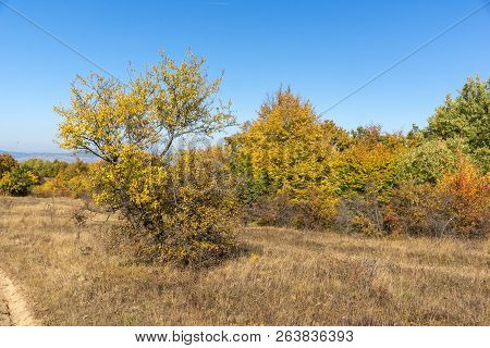 Autumn Landscape Of Cherna Gora (monte Negro) Mountain, Pernik Region, Bulgaria
