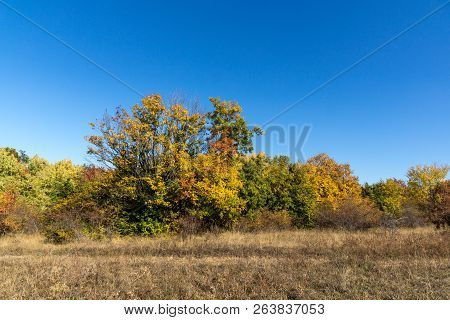 Autumn Landscape Of Cherna Gora (monte Negro) Mountain, Pernik Region, Bulgaria