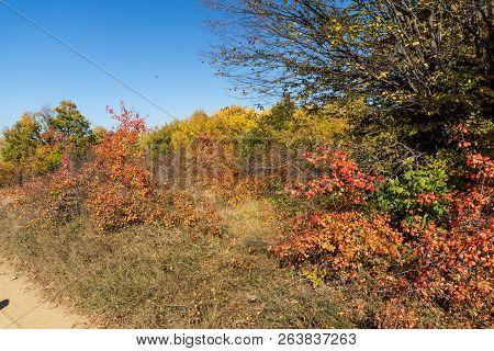 Autumn Landscape Of Cherna Gora (monte Negro) Mountain, Pernik Region, Bulgaria