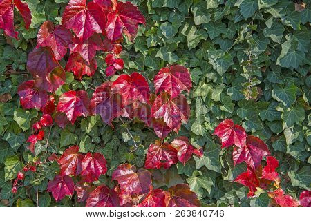 Boston Ivy - Autumnal Leaves Parthenocissus Tricuspidata - Floral Texture Close Up