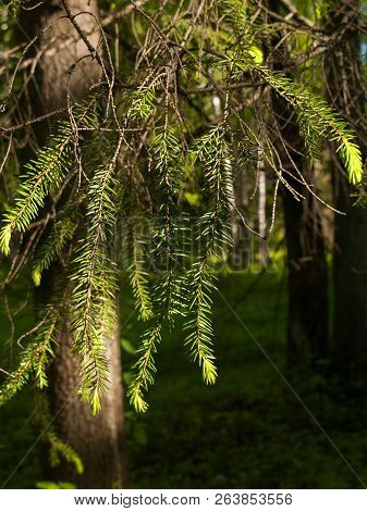 Sunlit Fir Branch As Part Of A Tree In A Park In Summer On A Sunny Day