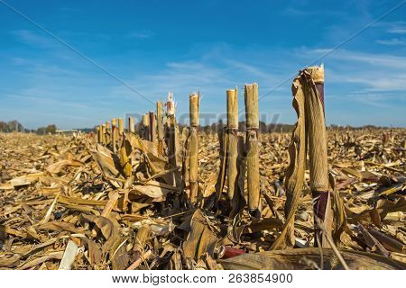 Post-harvest Residues Of Corn On The Field Before Being Processed Into The Soil As Organic