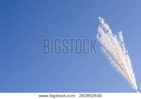 Single Lone White Reed Plant Stem Against A Blue Sky. Plenty Of Copy Space
