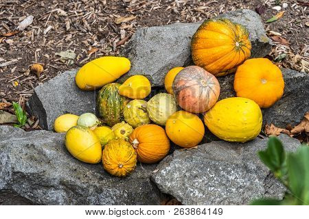 Various Pumpkins As A Decoration On A Stone