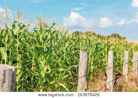 Green Corn Field
