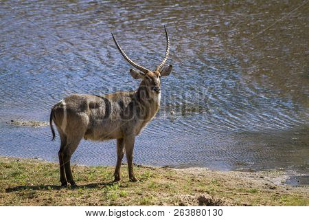 Common Waterbuck In Kruger National Park, South Africa ; Specie Kobus Ellipsiprymnus Family Of Bovid