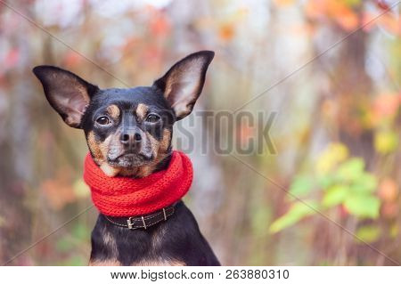 Smart Dog  Terrier With Ideal Data Stands In The Autumn Forest And Looks Into The Camera.wearing A R