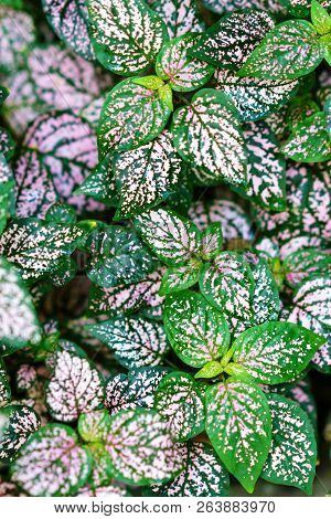 Beautiful Hypoestes Phyllostachya Baker As Natural Background