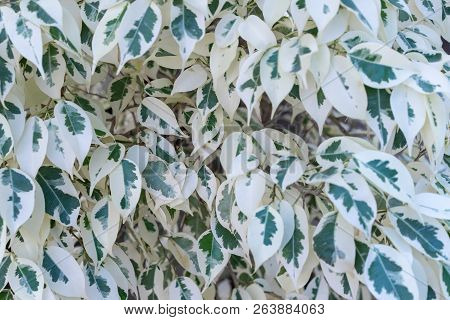 Ficus Benjamina Leaves As A Floral Natural Texture Or Background.weeping Fig.tropical Ornamental Pla