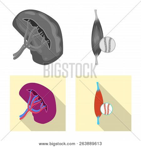 Vector Illustration Of Body And Human Symbol. Collection Of Body And Medical Stock Vector Illustrati