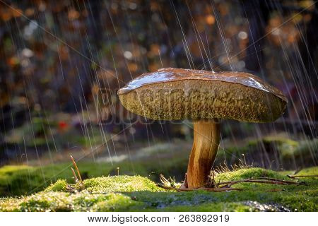 Xerocomellus Chrysenteron Mushroom In Needles Forest Close Up