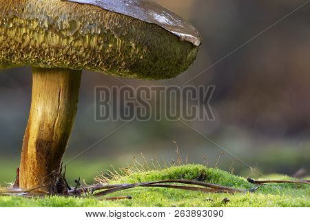 Xerocomellus Chrysenteron Mushroom In Needles Forest Close Up