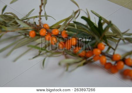 Branch Of Sea Buckthorn Berries With Leaves. Clipping Paths, Shadow Separated, Infinite Depth Of Fie
