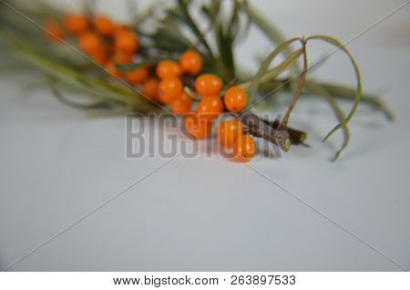 Branch Of Sea Buckthorn Berries With Leaves. Clipping Paths, Shadow Separated, Infinite Depth Of Fie