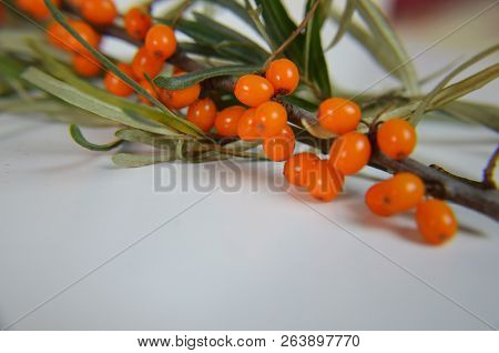 Branch Of Sea Buckthorn Berries With Leaves. Clipping Paths, Shadow Separated, Infinite Depth Of Fie