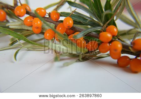 Branch Of Sea Buckthorn Berries With Leaves. Clipping Paths, Shadow Separated, Infinite Depth Of Fie