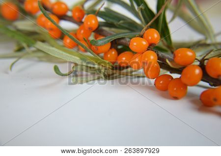 Branch Of Sea Buckthorn Berries With Leaves. Clipping Paths, Shadow Separated, Infinite Depth Of Fie