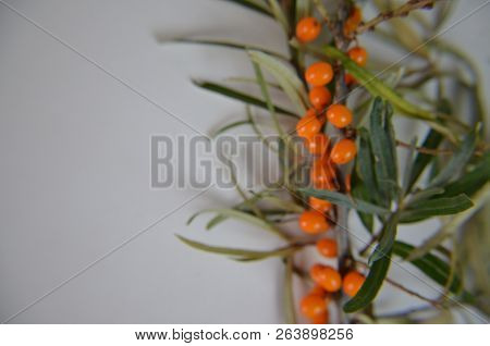 Branch Of Sea Buckthorn Berries With Leaves. Clipping Paths, Shadow Separated, Infinite Depth Of Fie
