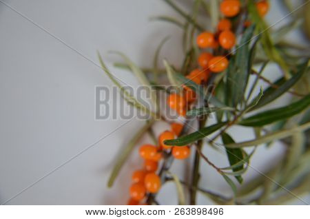 Branch Of Sea Buckthorn Berries With Leaves. Clipping Paths, Shadow Separated, Infinite Depth Of Fie