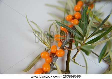 Branch Of Sea Buckthorn Berries With Leaves. Clipping Paths, Shadow Separated, Infinite Depth Of Fie