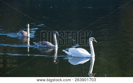 Three White Swan In The Pond Close Up