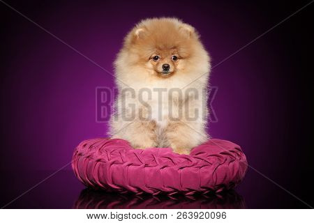 Pomeranian Spitz Puppy Posing On Pink Pillow. Studio Shoot. Baby Animal Theme