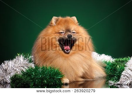 Pomeranian Spitz Dog Sweet Yawns Lying In Garlands On A Green Background