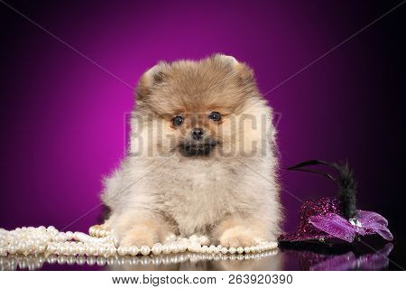 Adorable Spitz Puppy With Pearl Beads On Violet Background. Baby Animal Theme