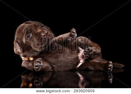 Chocolate Labrador Retriver Puppy Lying On Its Side On Black Background