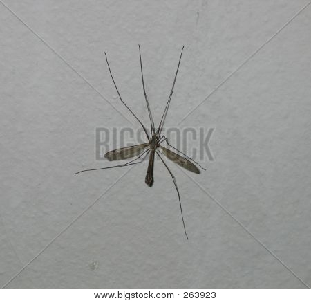 Mosquito