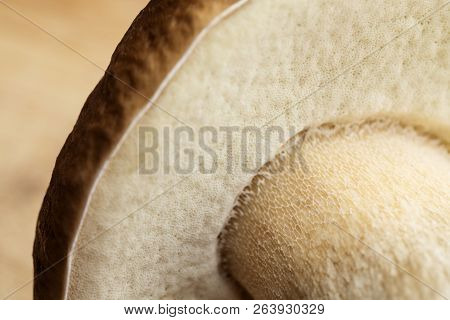 Macro Photograph Of A Fresh Penny Bun Mushroom Spore Tubes, Boletus Edulis, Also Known As Cep Or Por