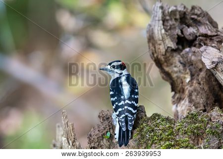 A Downy Woodpecker Perches On A Moss Covered Stump With Its Head Turned.