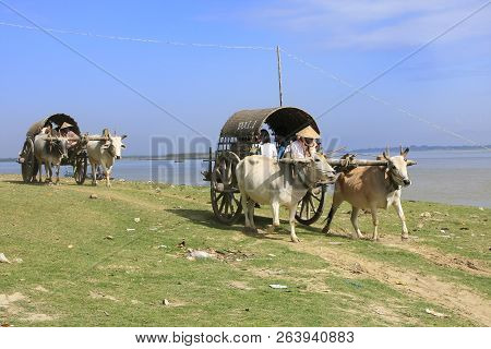 Mingun, Myanmar - December 30: Unidentified People Take Ox Carts Along The River On December 30, 201
