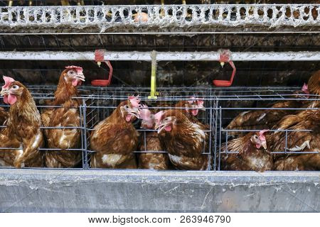 (blur Some Of Chicken Egg) Multilevel Production Line Conveyor Production Line Of Chicken Eggs Of A 