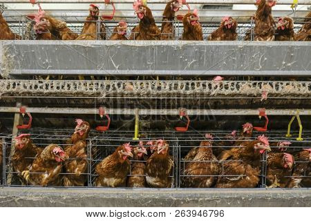 (blur Some Of Chicken Egg) Multilevel Production Line Conveyor Production Line Of Chicken Eggs Of A 