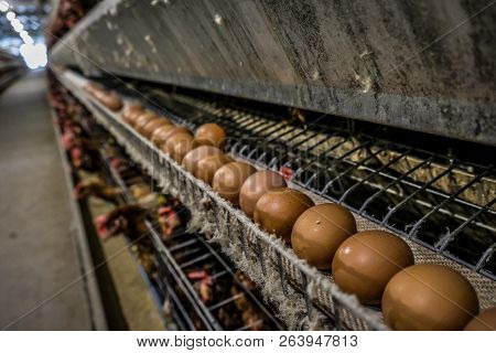 (blur Some Of Chicken Egg) Multilevel Production Line Conveyor Production Line Of Chicken Eggs Of A 