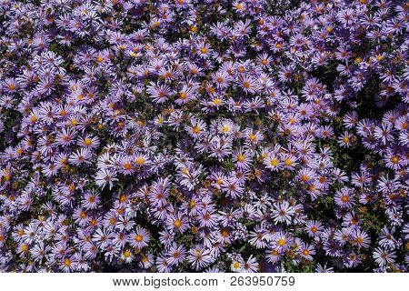 Purple Asters. Asters Bloom In The Fall. Many Bees And Butterflies Fly.