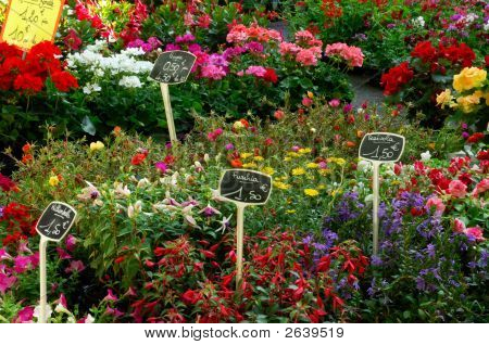 Mercato dei fiori
