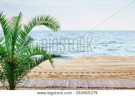 Beautiful Sea View With Palm Tree, Sand Beach And Board-walk. No People.