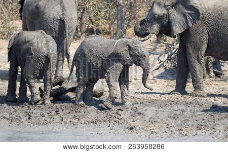 Elephant Calf Taking A Mudbath