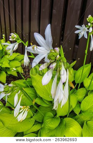 Hosta Plantaginea. White Lily. Very Expressive Smell. White Or Gray Flowers Among A Huge Bush Of Lim